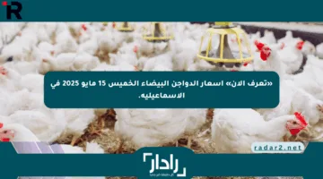 «تعرف الآن» أسعار الدواجن البيضاء الخميس 15 مايو 2025 في الإسماعيلية.